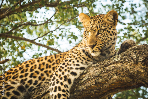 leopard in tree © Joefke