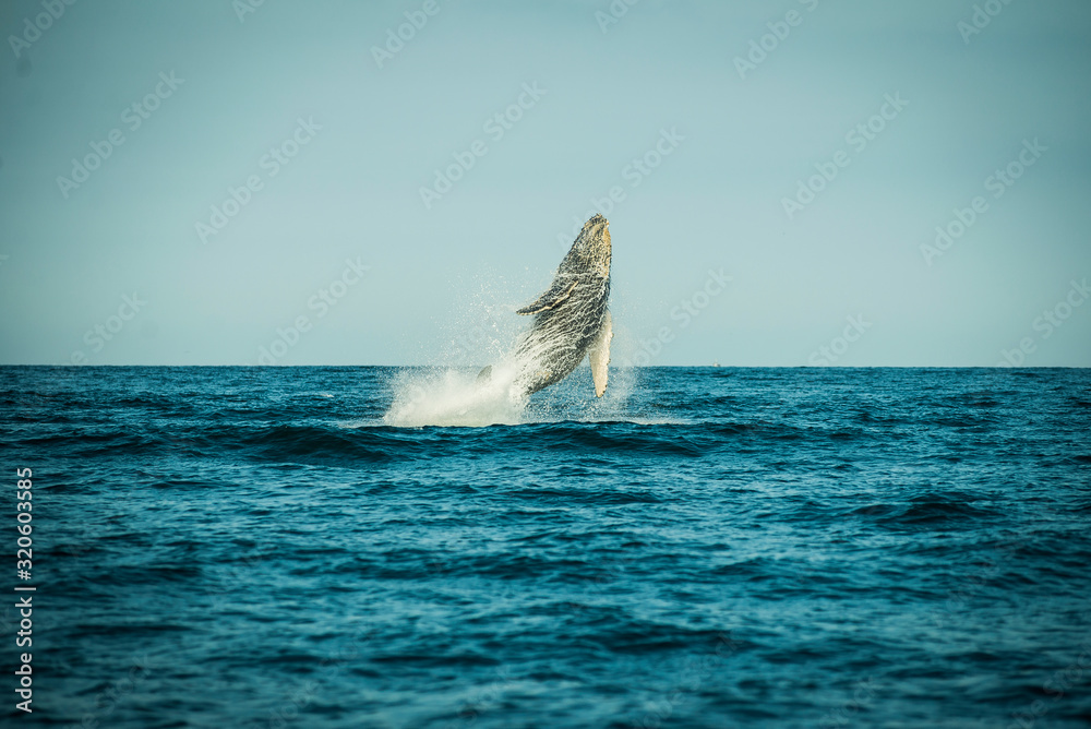 Fototapeta premium Whale jumping at sea in Piura, Perú