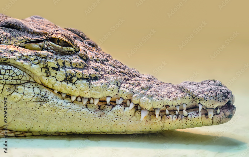 Fototapeta premium crocodile head isolated close up on a yellow background