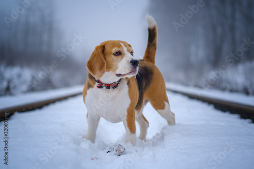 Fototapeta Naklejka Na Ścianę i Meble -  Beagle dog on a walk in a winter park. winter beagle portrait in fog