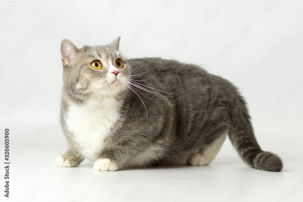 British shorthair female cat British shorthair female cat