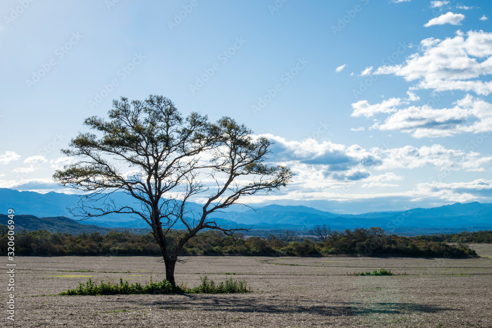 Sky with lonely Albol in the landscape of a valley in Tucumán, Agentina