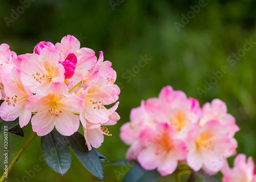 Close up of beautuful light pink flowers of rhododendron fauriei in springtime in botanical garden in Kharkov, Ukraine. Free space for text. photo
