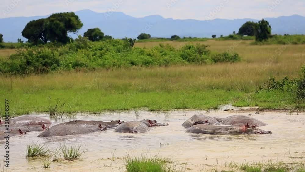 a group of hippos sitting in a small lake in the African Savannah a group of hippos sitting in a small lake in the African Savannah
