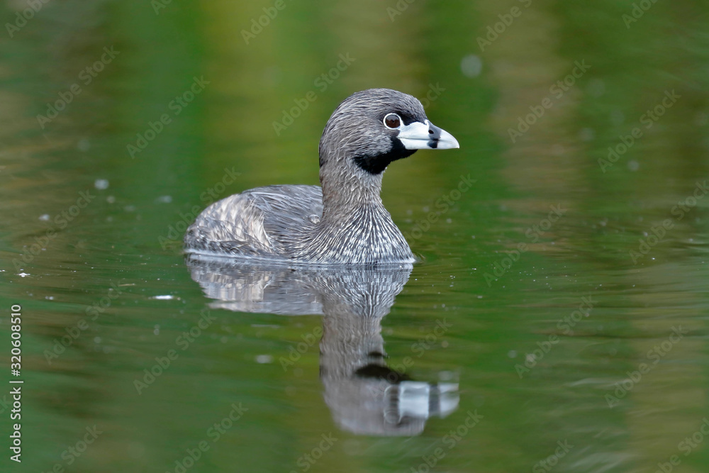 Pied-billed grebe (Podilymbus podiceps) registered swimming inside a wetland in freedom and lonely. Lima - Peru Pied-billed grebe (Podilymbus podiceps) registered swimming inside a wetland in freedom and lonely. Lima - Peru