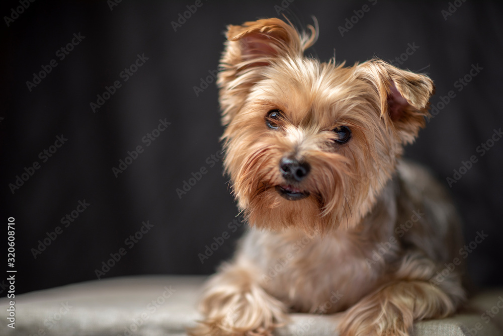 Portrait of the Yorkshire Terrier in the studio. Photographed close-up.