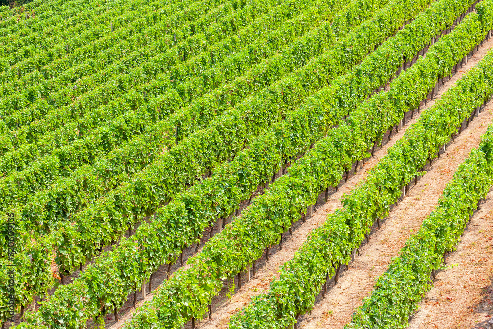 vineyards in the wine region Languedoc-Roussillon, Roussillon, France vineyards in the wine region Languedoc-Roussillon, Roussillon, France