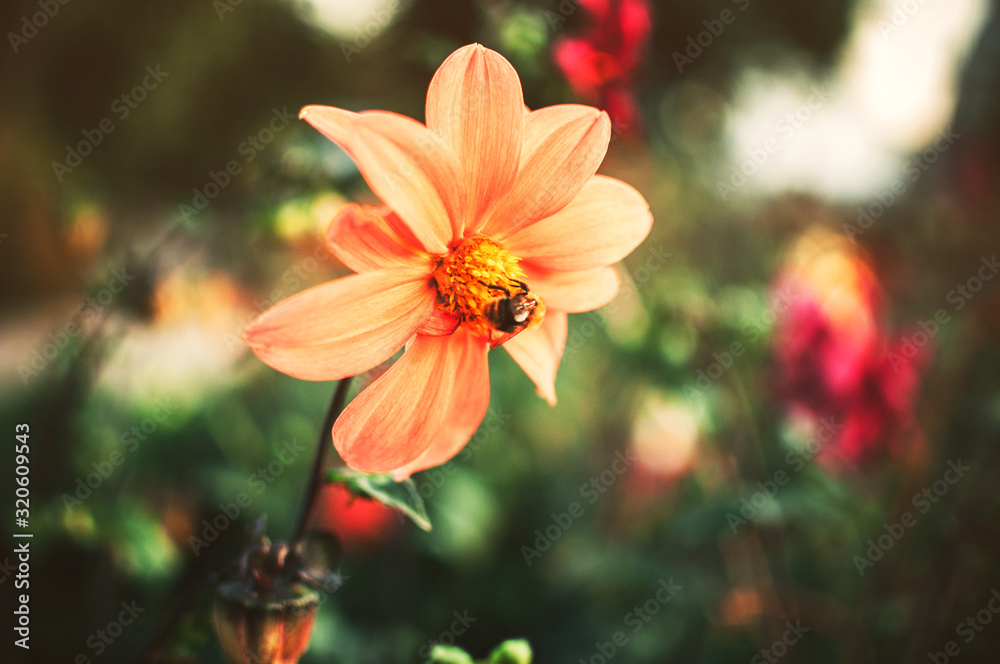 Summer and autumn blooming orange gerbera flowers background. A bee on a flower collects pollen. Template for design Summer and autumn blooming orange gerbera flowers background. A bee on a flower collects pollen. Template for design