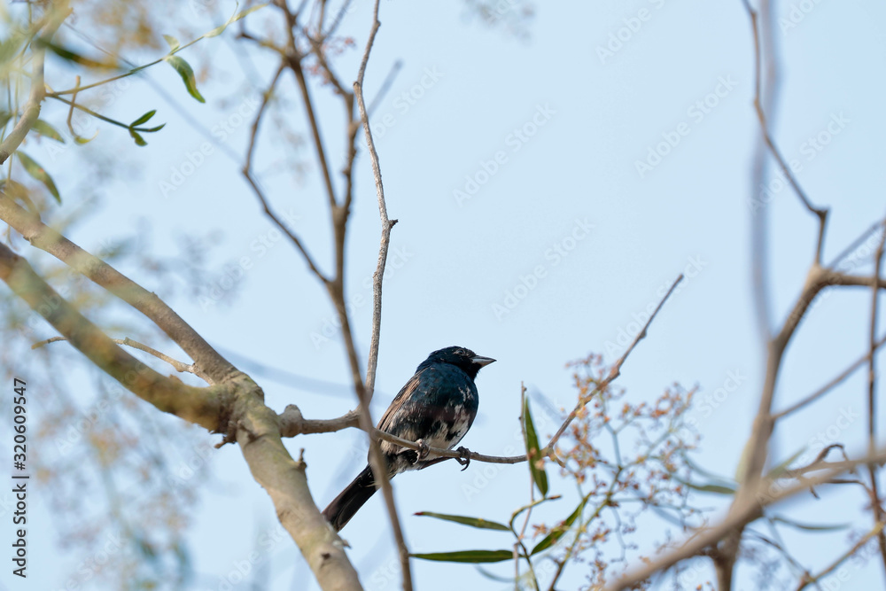 Blue-black grassquit (Volatinia jacarina), portrait in detail of an individual in their natural habitat perched on a branch of vegetation. Lima - Peru Blue-black grassquit (Volatinia jacarina), portrait in detail of an individual in their natural habitat perched on a branch of vegetation. Lima - Peru