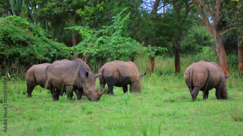 a family of rhinos graze peacefully in the African forest a family of rhinos graze peacefully in the African forest