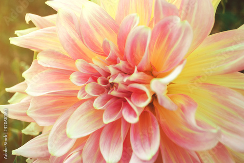Close up of pink chrysanthemum with yellow centers and white tips on the petals. Chrysanthemum pattern in a flower park.