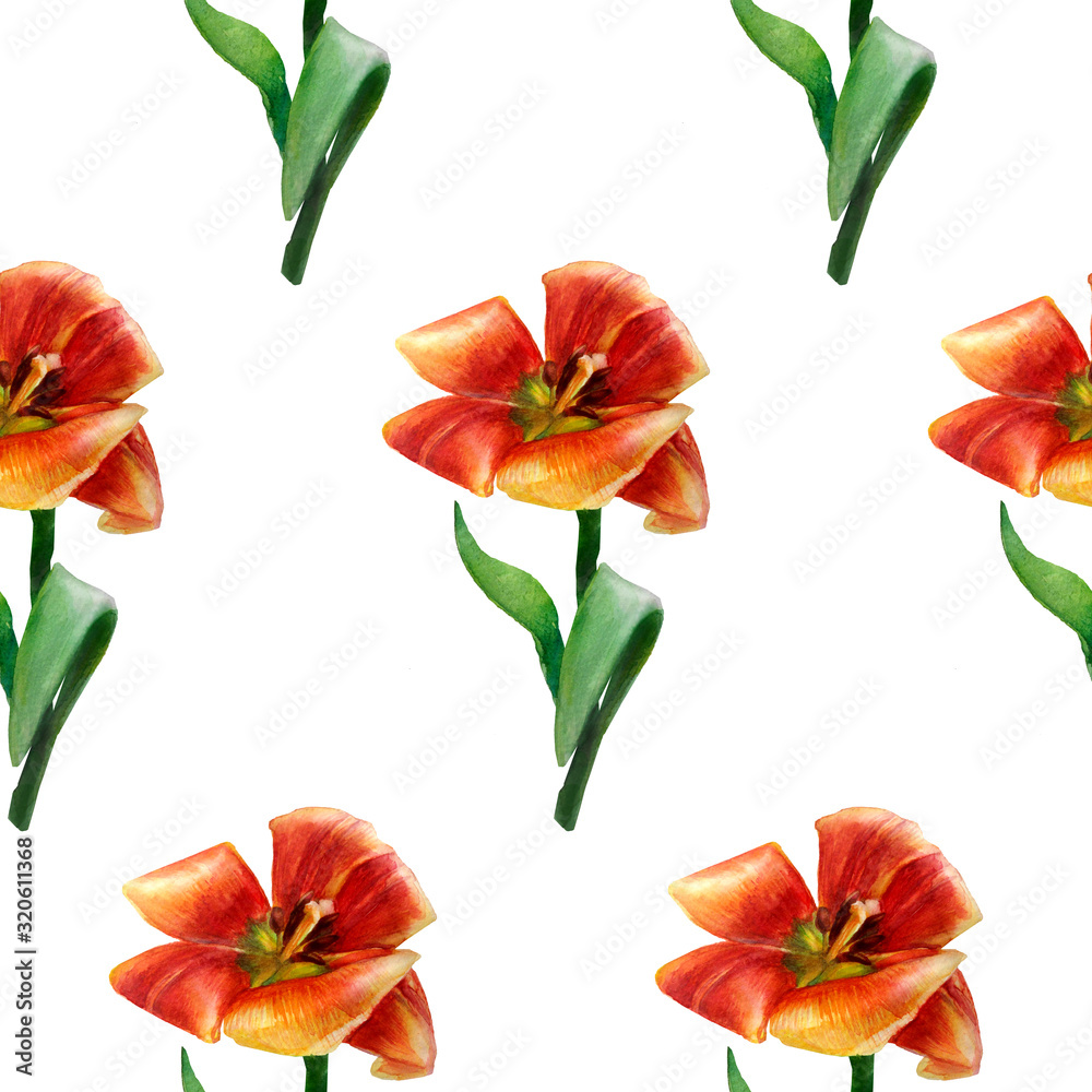 red tulip on white background. watercolor flower red tulip on white background. watercolor flower