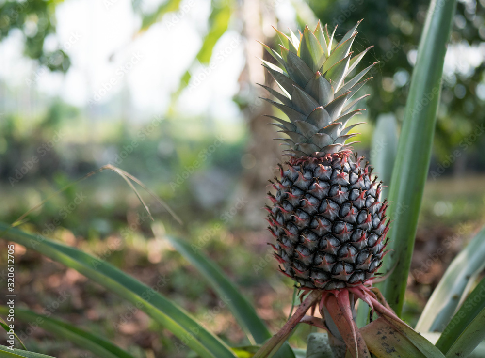 The pineapple on the clump has pink eyes. Pineapple trees grow tropical fruit in the pineapple plantation garden, where pineapples are placed at the right side of the picture. The pineapple on the clump has pink eyes. Pineapple trees grow tropical fruit in the pineapple plantation garden, where pineapples are placed at the right side of the picture.