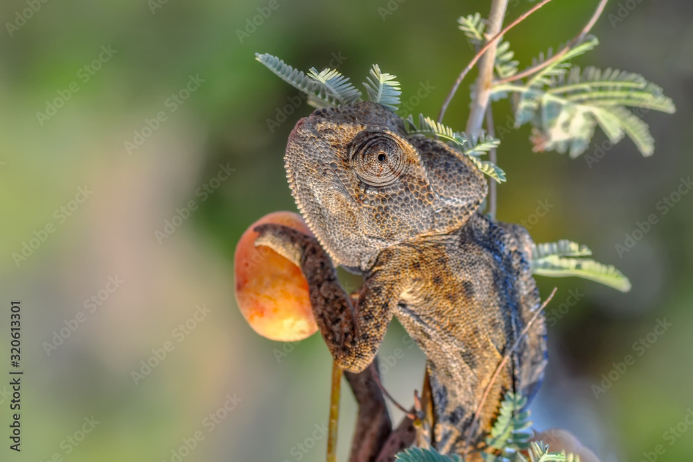 Macro shots, Beautiful nature scene green chameleon Macro shots, Beautiful nature scene green chameleon