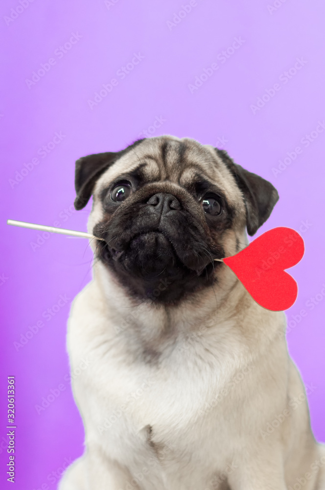 Cute pug dog holding paper heart on a stick in the mouth.give love
