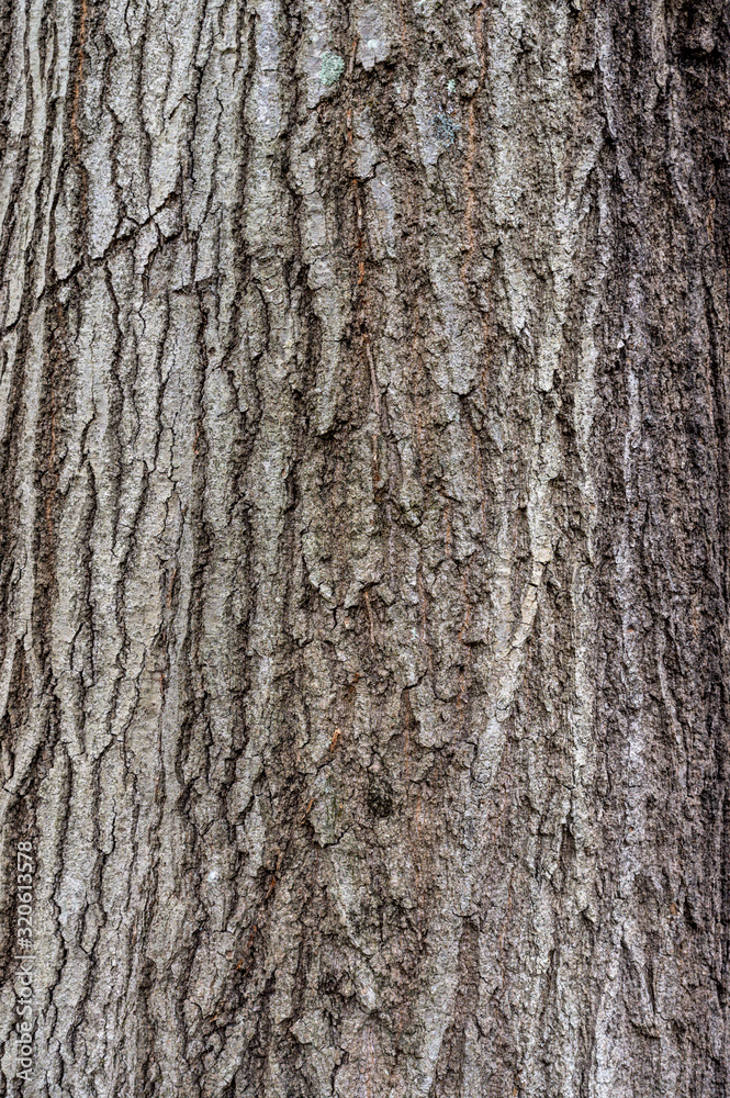Fototapeta premium Close-up of tree bark texture with plenty of cracks, in Upstate New York