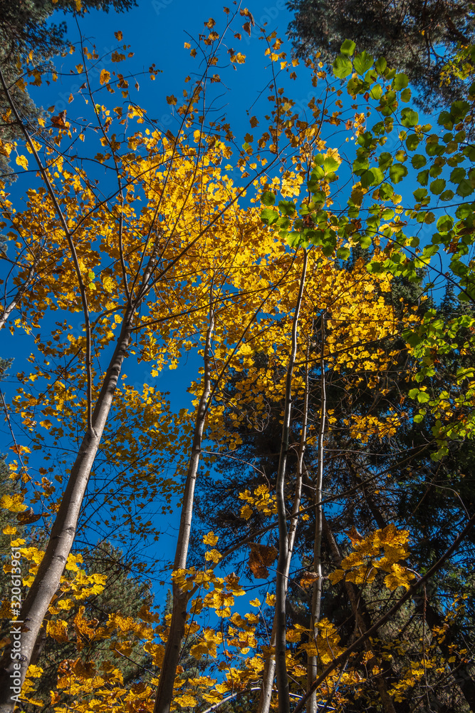 Fototapeta premium Autumn deciduous trees with golden yellow colored leaves illuminated by the sun. Bottom view of the tops of trees in the autumn forest.