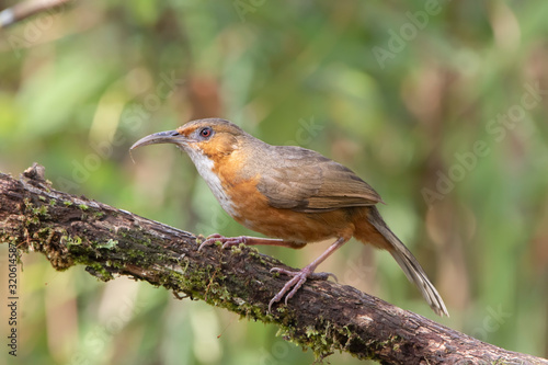 Rusty-cheeked Scimitar-Babbler Pomatorhinus erythrogenys. Beak, birds. photo