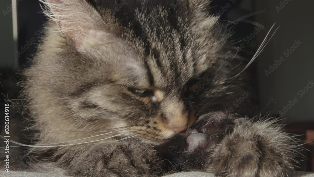 Lovely cat lying on the sofa and licking her fur Lovely cat lying on the sofa and licking her fur