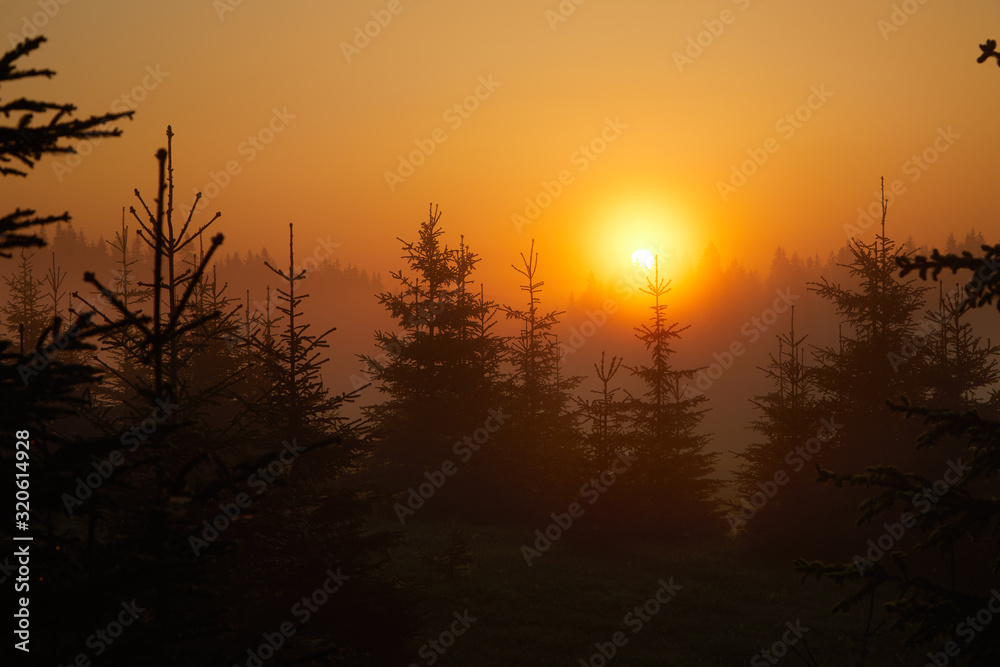 Fototapeta premium Colored sun rays through fir trees. Healthy green trees in a forest of old spruce, fir and pine trees in wilderness of a national park. Sustainable industry, ecosystem and healthy environment concepts