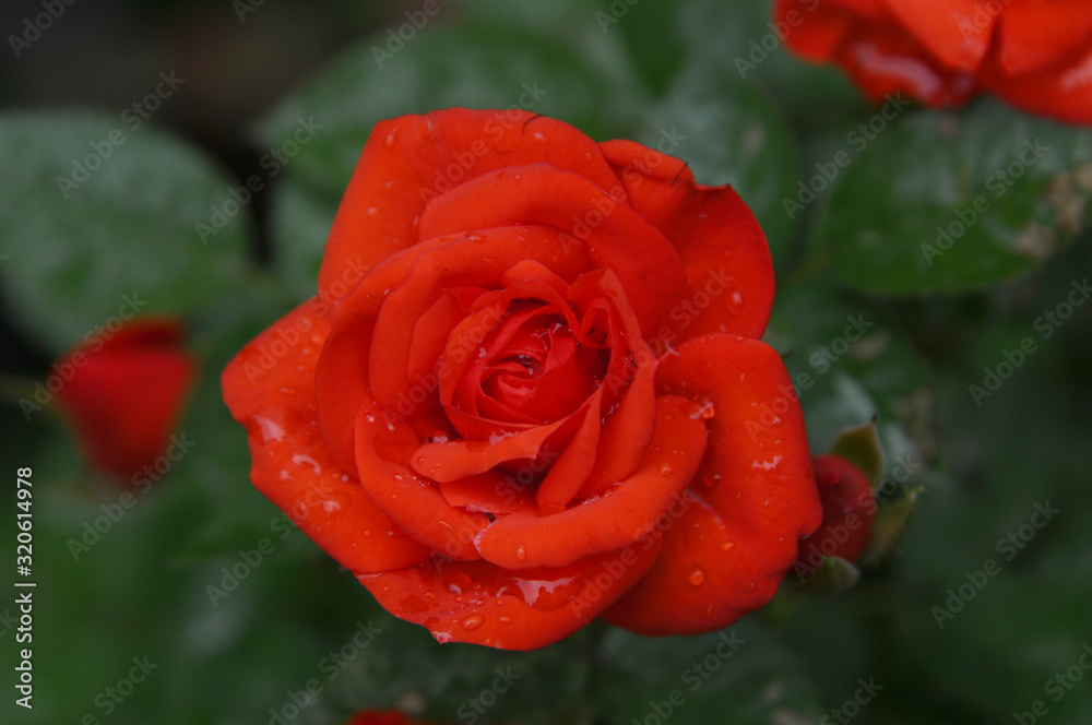 bright red rose, delicate flower close-up. little flower. raindrops on rose petals bright red rose, delicate flower close-up. little flower. raindrops on rose petals
