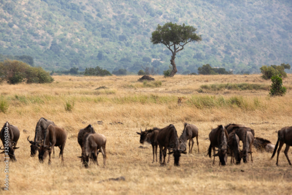  Lioness stockng a herd of Wildebeests, Masai Mara, Kenya