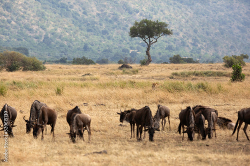  Lioness stockng a herd of Wildebeests  Masai Mara  Kenya