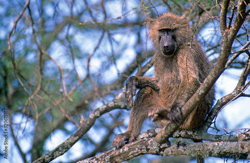 Anubispavian, Grüner Pavian (Papio anubis) - Olive baboon, Anubis baboon photo