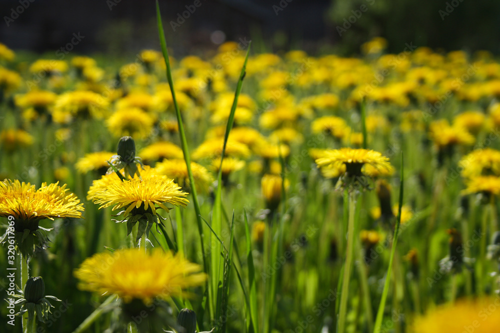 summer flowers dandelion yellow nature field 