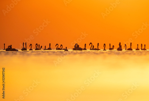 Greater Flamingos and beautiful hue in the morning at Tubli bay, Bahrain