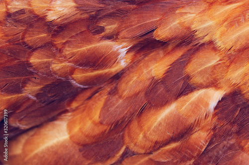 Blurry image background of red chicken feathers. Abstract birds background, space for text.