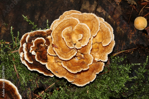 Baumpilz Schmetterlingstramete, Trametes versicolor, Coriolus versicolor, Polyporus vgersicolor photo