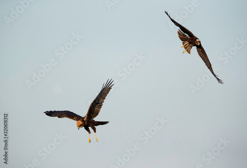 Eurasian Marsh harriers faceoff  in flight at Asker Marsh  Bahrain