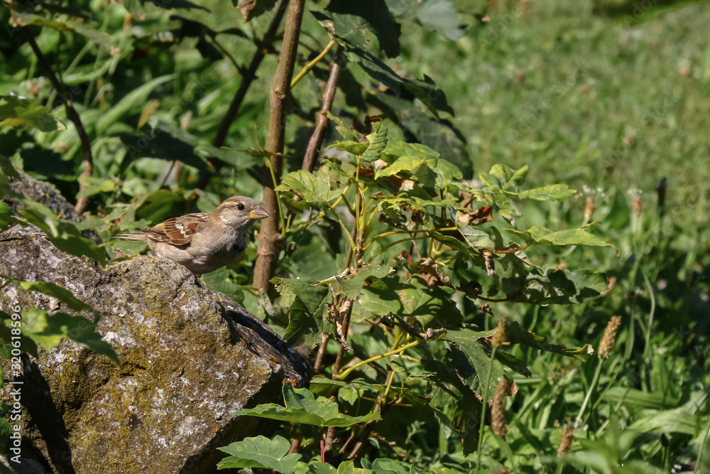 Haussperling auf der Wiese, Passer domesticus Haussperling auf der Wiese, Passer domesticus
