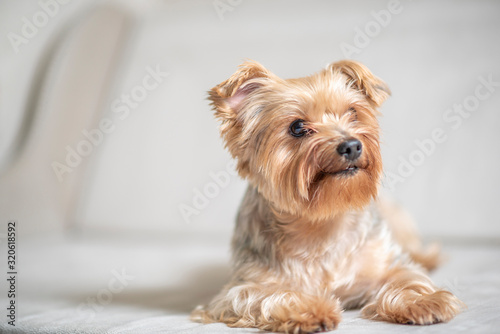 Yorkshire terrier lying in the studio. Photographed close-up.