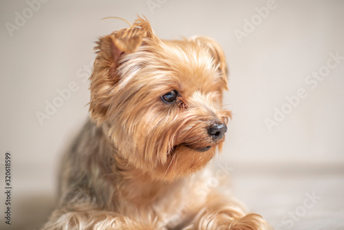 Yorkshire terrier lying in the studio. Photographed close-up.