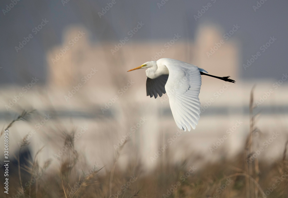 Great Egret flying at Asker marsh, Bahrain Great Egret flying at Asker marsh, Bahrain