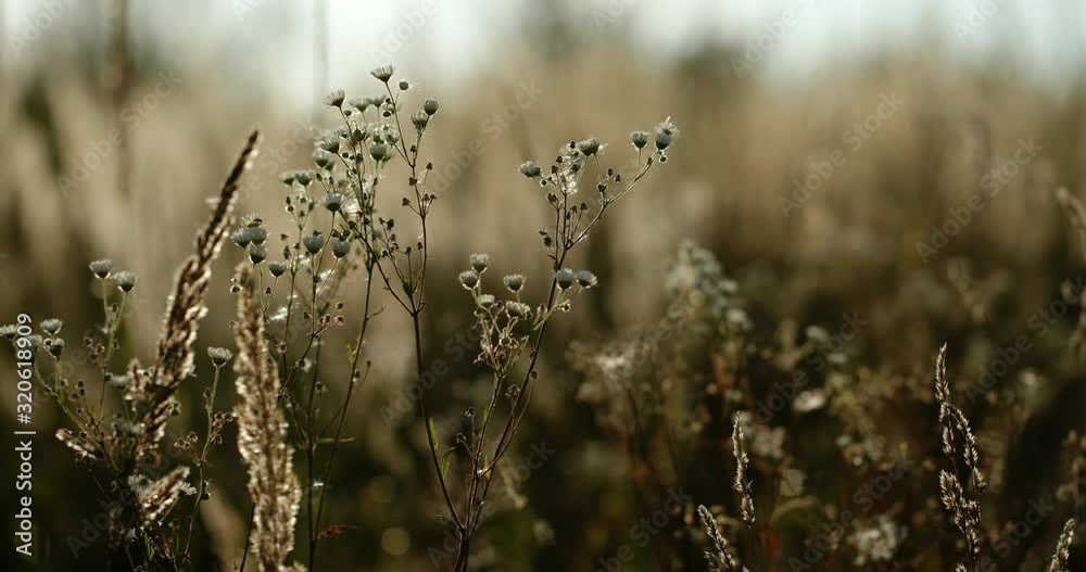 Scenic landscape of grass flower blossoming on meadow in countryside in summertime Scenic landscape of grass flower blossoming on meadow in countryside in summertime