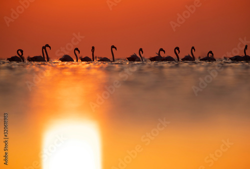 Greater Flamingos wading and the reflection of sunon water, Asker coast, Bahrain