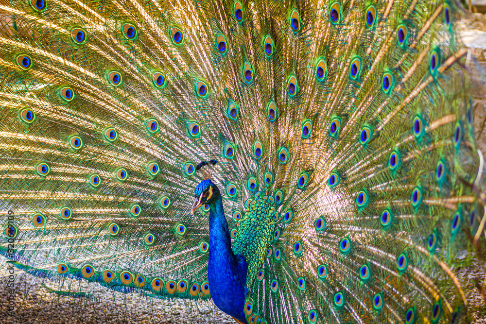 Obraz premium Radschlagender blauer Pfau