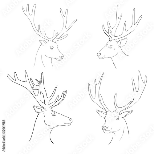 vector - Deer - hand draw   isolated on background