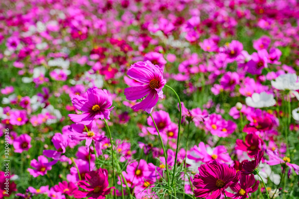 Pink Cosmos Field, Kaeng Khoi District, Saraburi, Thailand