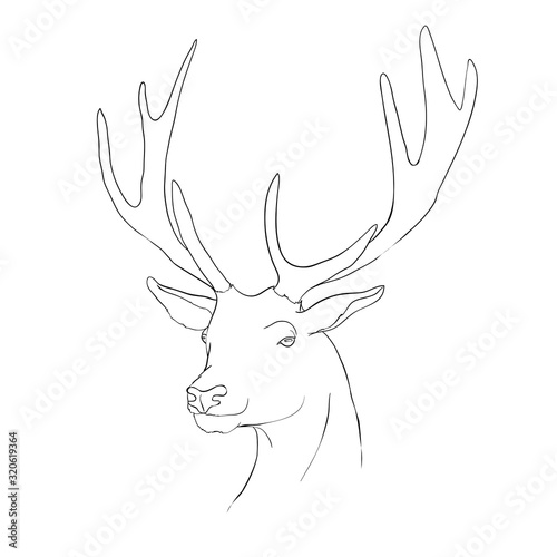 vector - Deer - hand draw   isolated on background