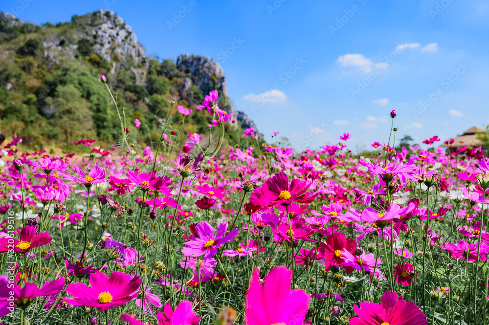Landscape of Cosmos at Sirisamai Field, Kaeng Khoi District, Saraburi, Thailand Landscape of Cosmos at Sirisamai Field, Kaeng Khoi District, Saraburi, Thailand
