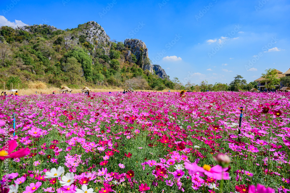 Landscape of Cosmos at Sirisamai Field, Kaeng Khoi District, Saraburi, Thailand Landscape of Cosmos at Sirisamai Field, Kaeng Khoi District, Saraburi, Thailand