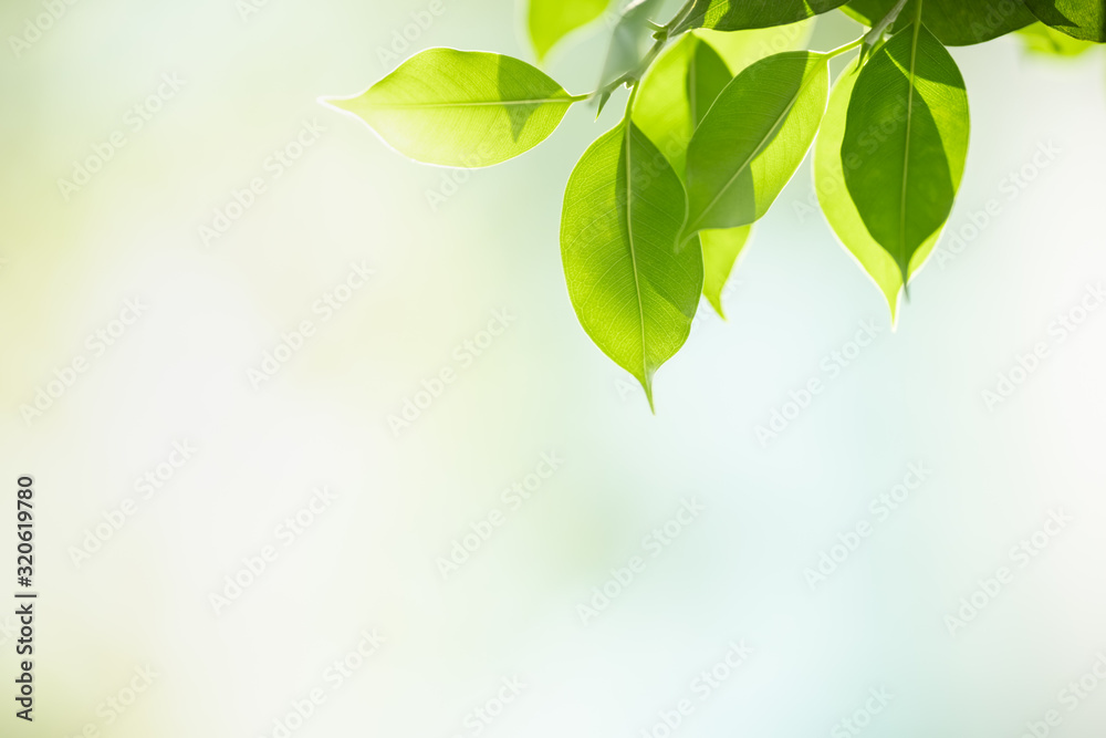 Close up of nature view green leaf on blurred greenery background under sunlight with bokeh and copy space using as background natural plants landscape, ecology wallpaper concept. Close up of nature view green leaf on blurred greenery background under sunlight with bokeh and copy space using as background natural plants landscape, ecology wallpaper concept.