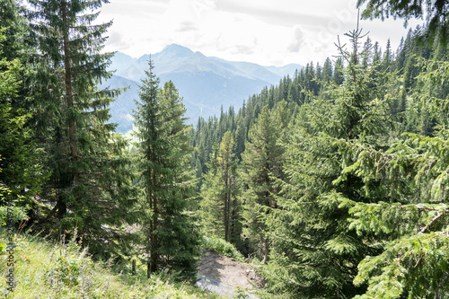 Forest and mountains photo