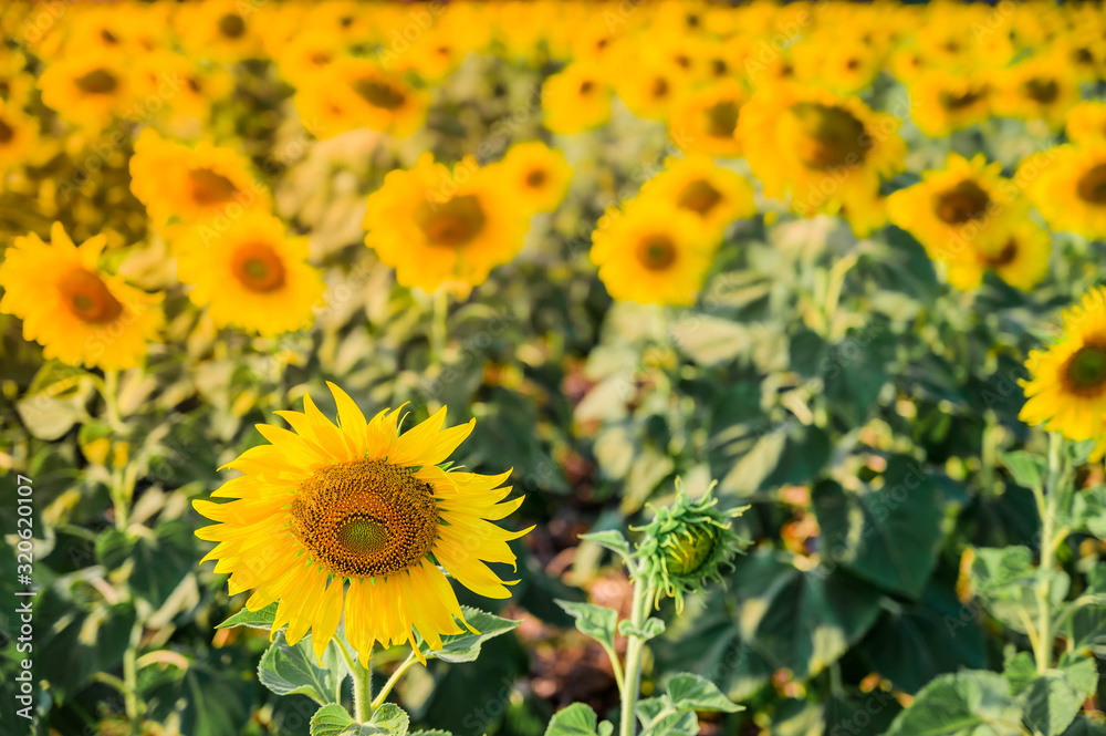 Landscape of sunflower field in the morning Landscape of sunflower field in the morning
