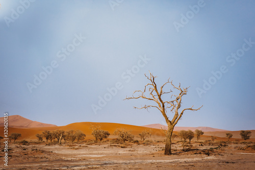 dead tree in hot dry desert sand © wideeyes