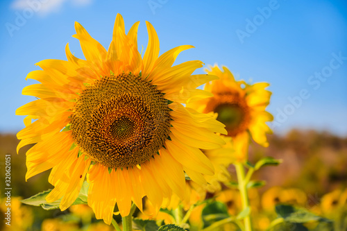 Fototapeta Naklejka Na Ścianę i Meble -  Close-up of sunflower and blue sky
